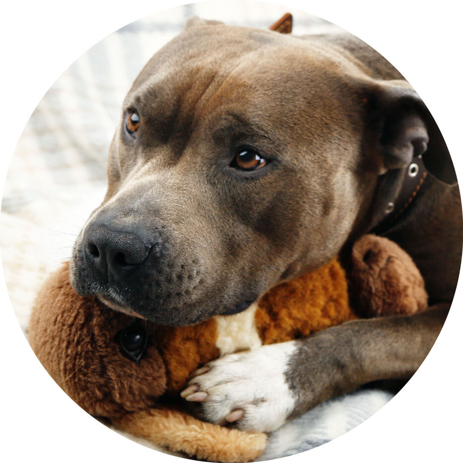 dog snuggling with stuffed toy